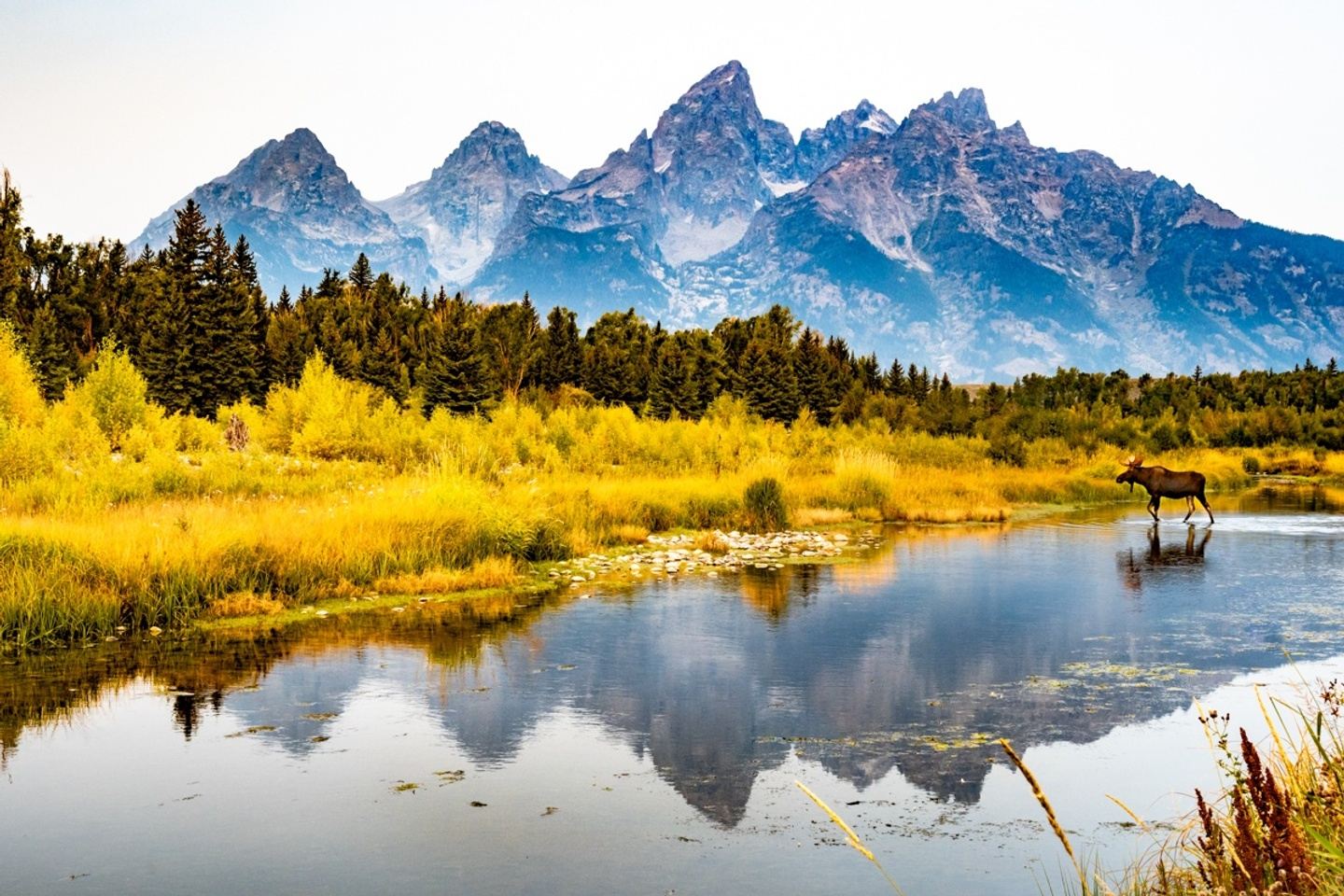 Grand Teton: Fall Wildlife Photography Tour