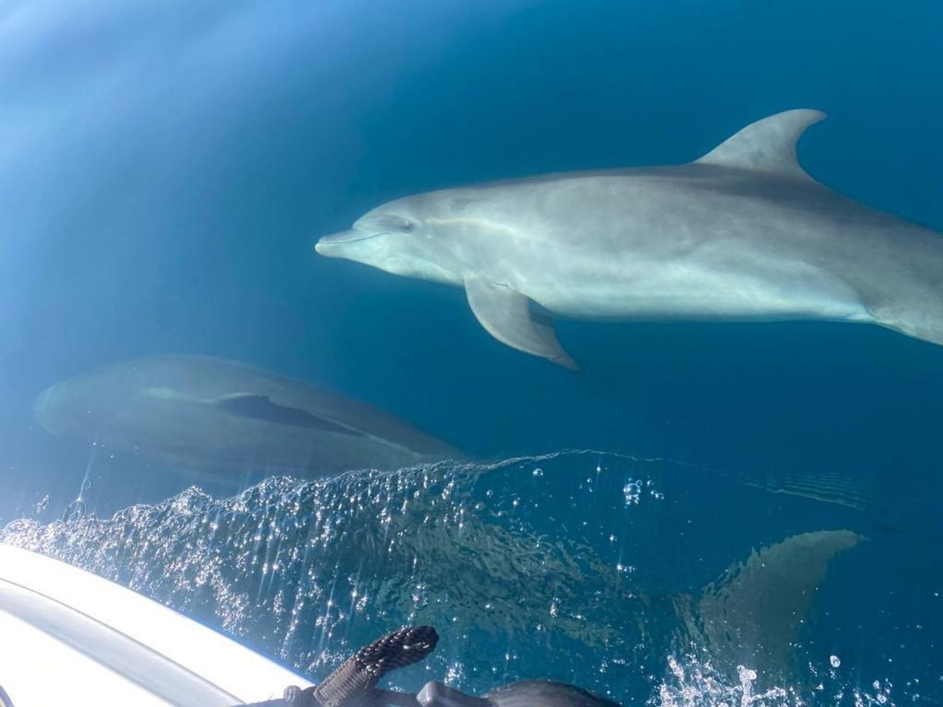 Whale Watching with Snorkeling and Fishing in Puerto Jiménez