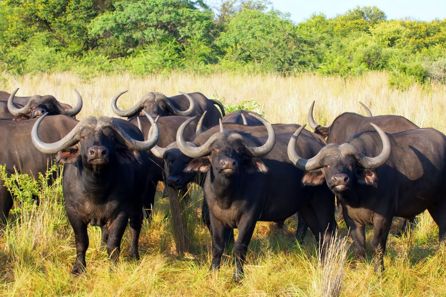 Big Five Safari: A 5-Day Maasai Mara Road Adventure (Classic)