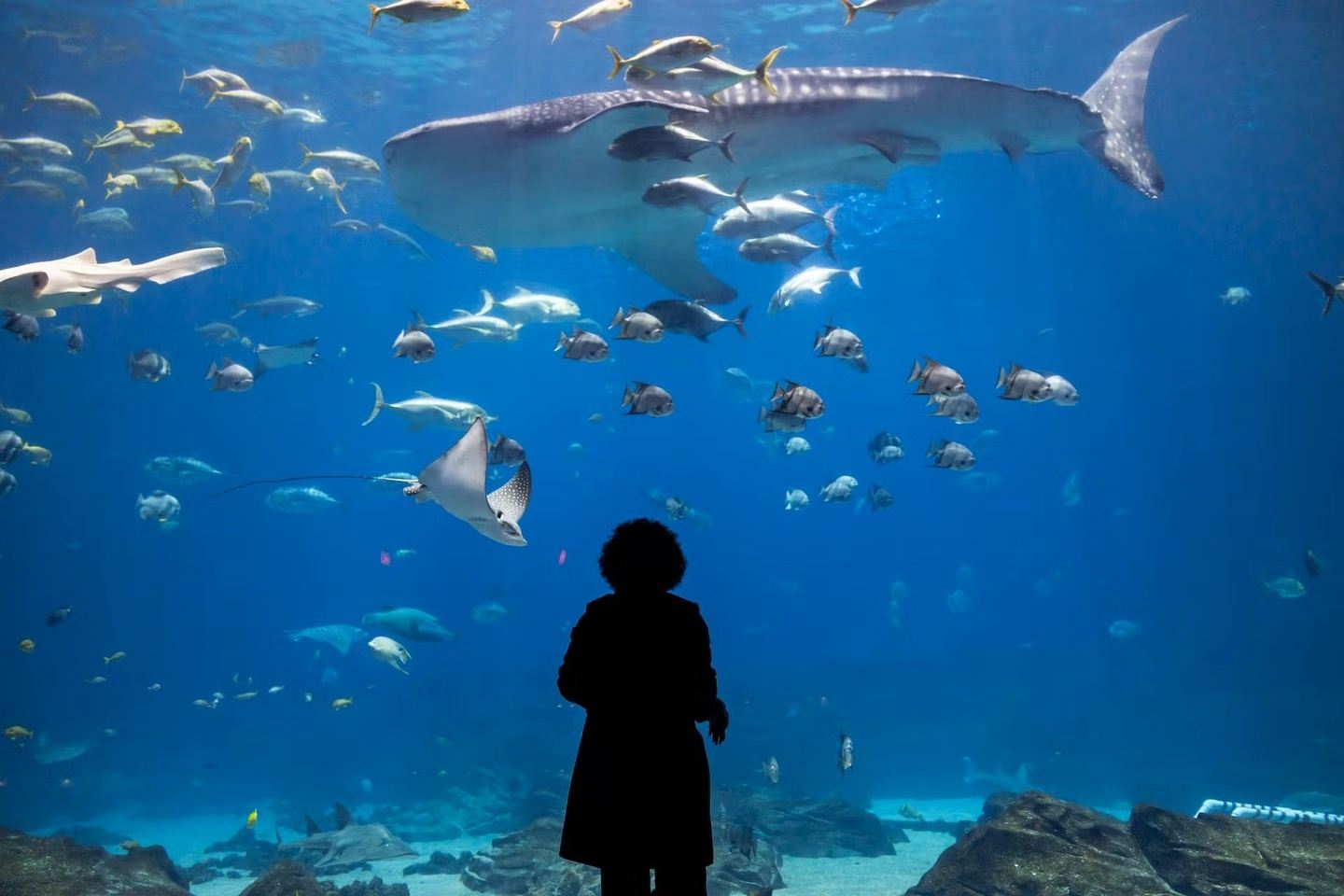 2027 Manatees & Georgia Aquarium
