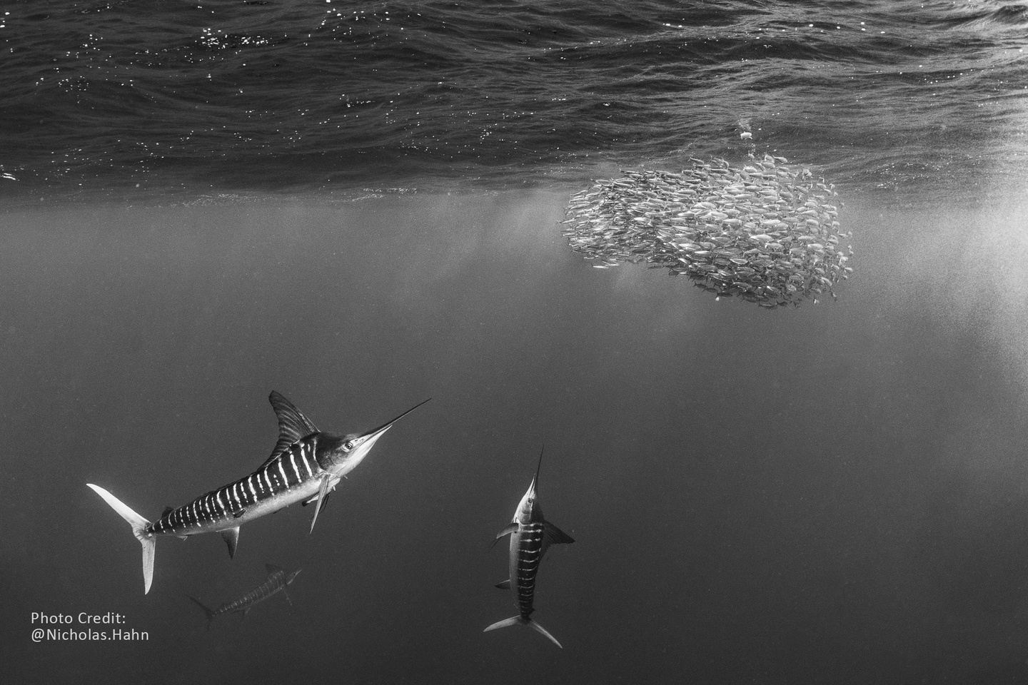 5-Day Expedition Sardine Run & Striped Marlin