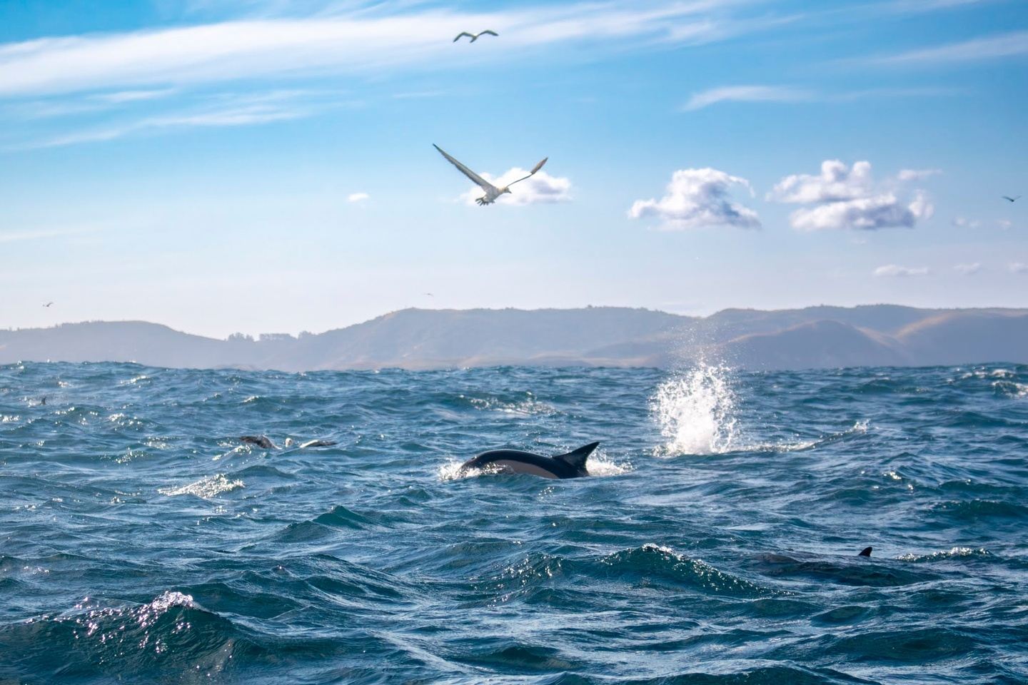 Mega Migration Day Trips from Umngazi
