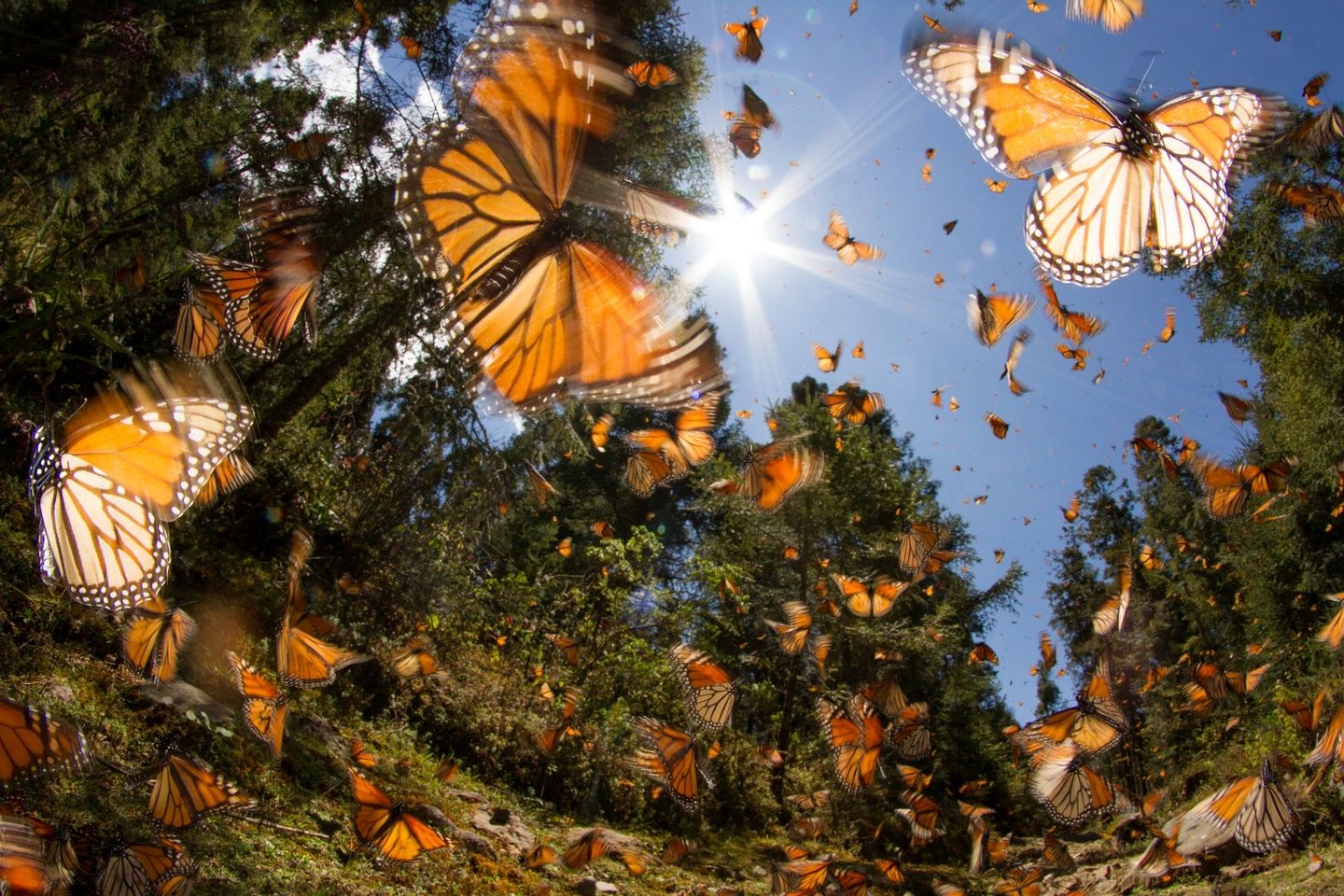 Birds and Butterflies of Central Mexico