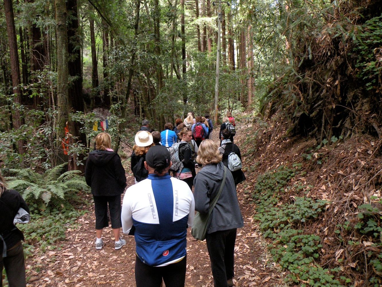 Yoga Retreat in the Redwoods
