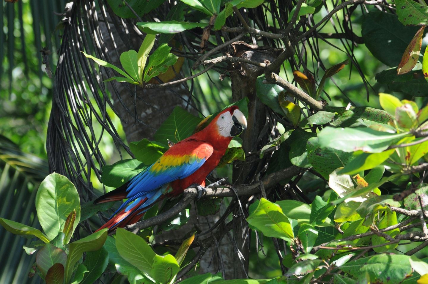 Corcovado National Park Day Tour