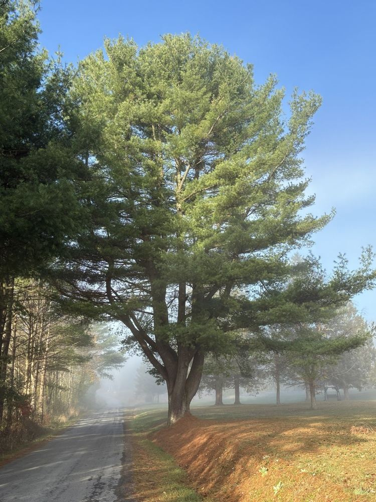 7 Essentials Retreat