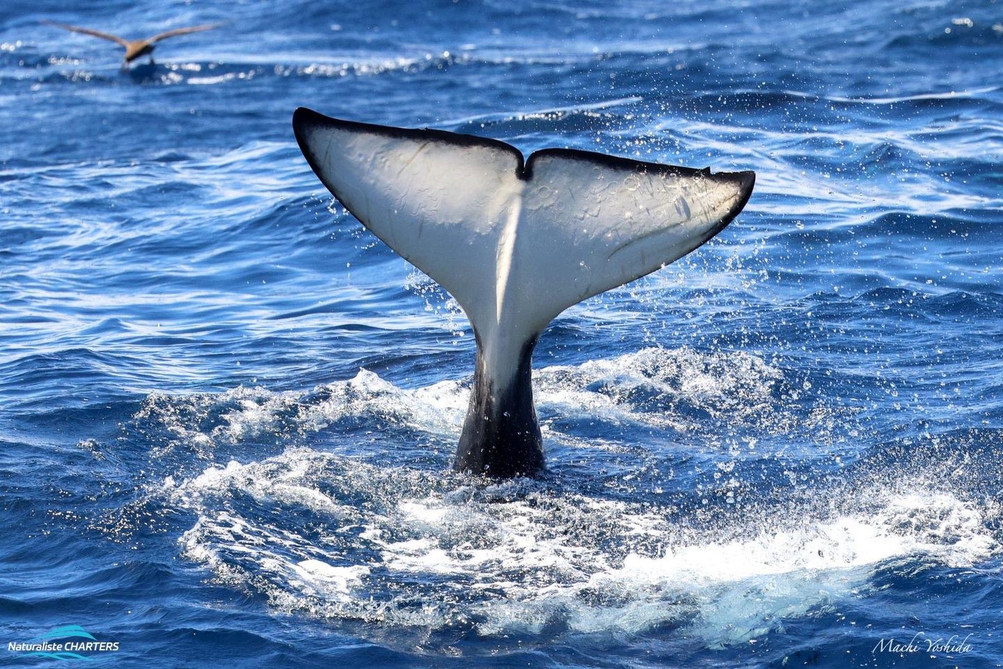 Orca & Wild Coast Discovery