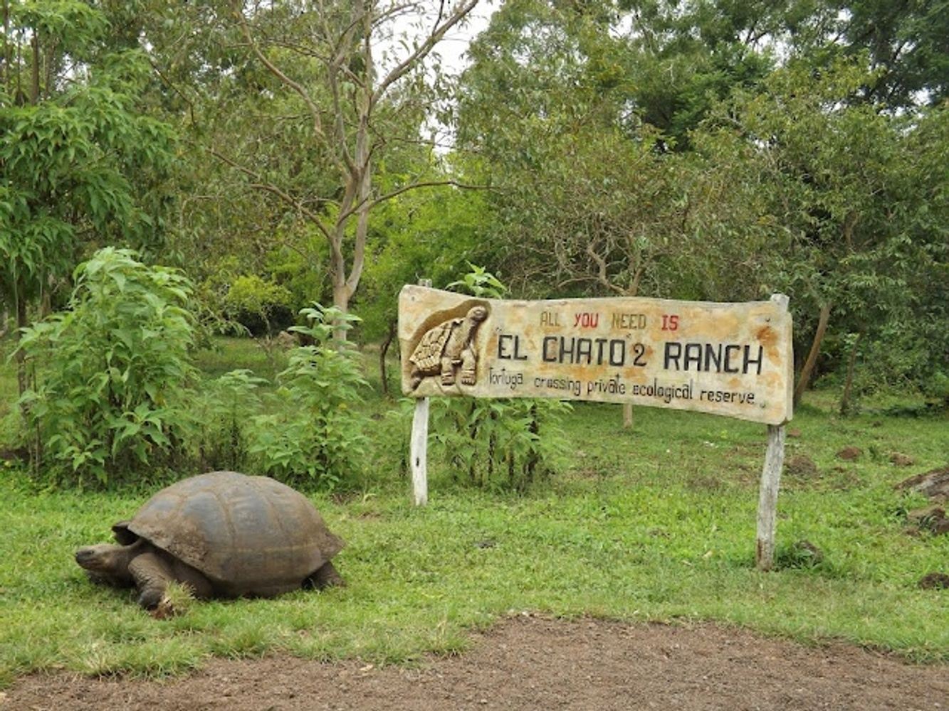 Rancho El Chato: Giant Tortoise Reserve + Lunch x2p