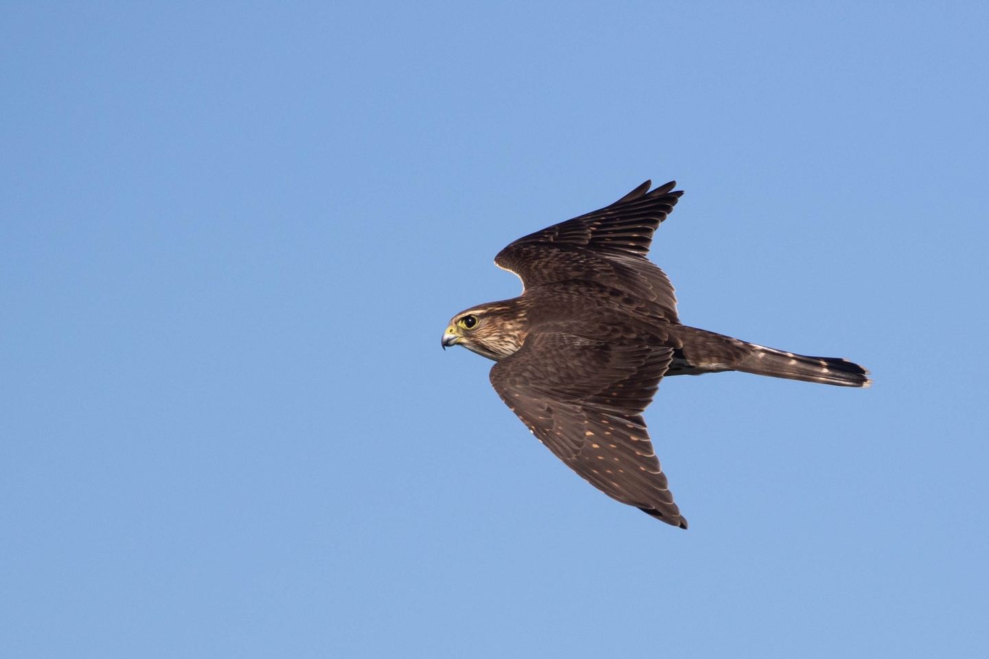 Fall Migration at Cape May & the Delaware Bay