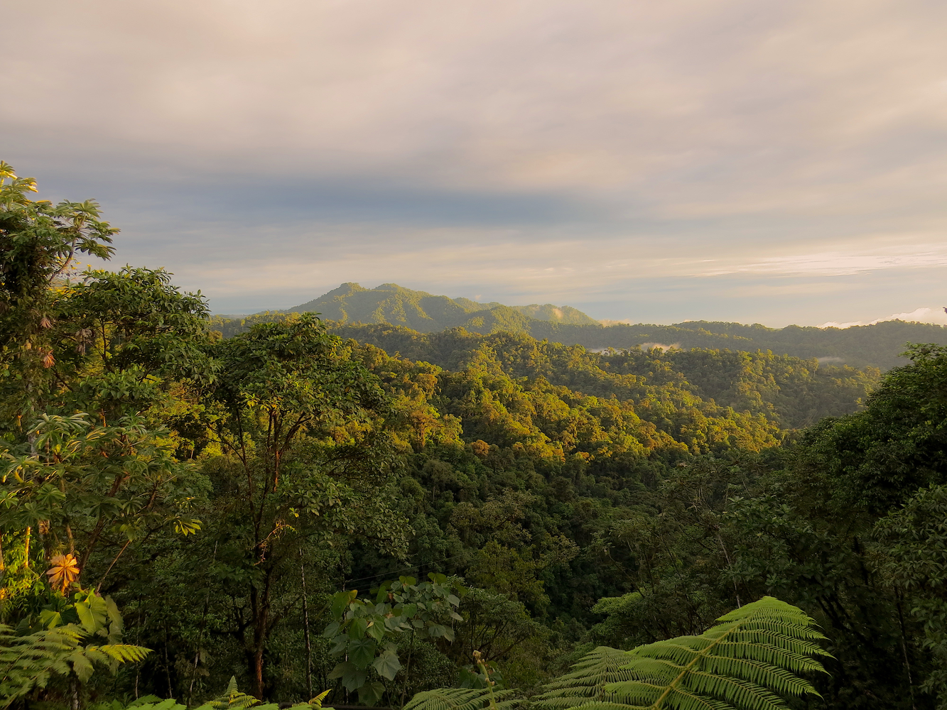 Nature Outside Quito, Jewels of The Choco Tropical Forest