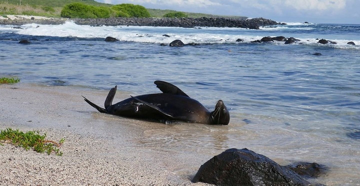 Galapagos Experience