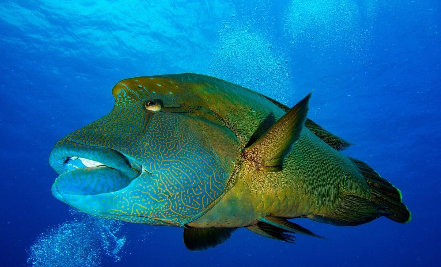 Micronesia | Palau 2027