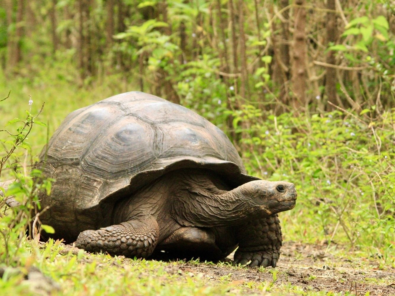 Un sueño llamado Galápagos!