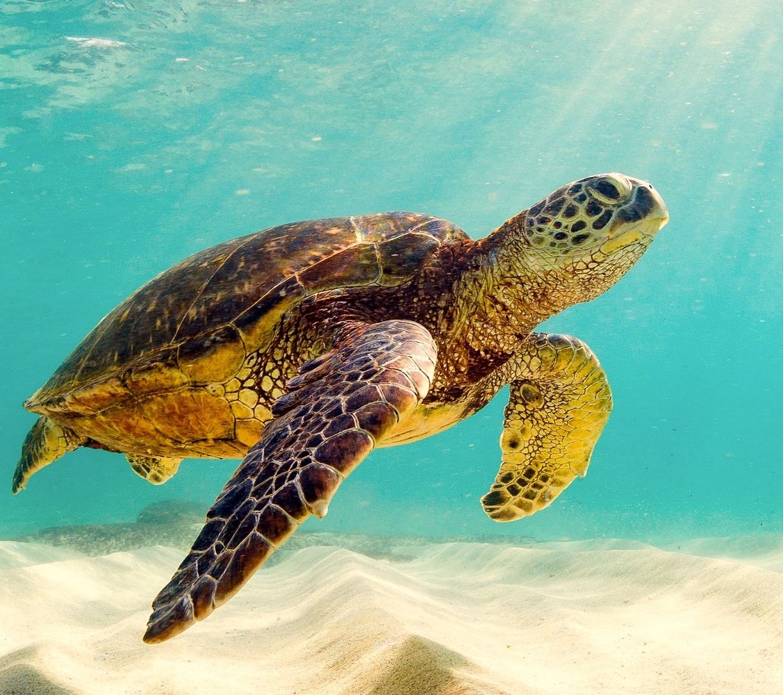 Scuba Diving the Galpagos