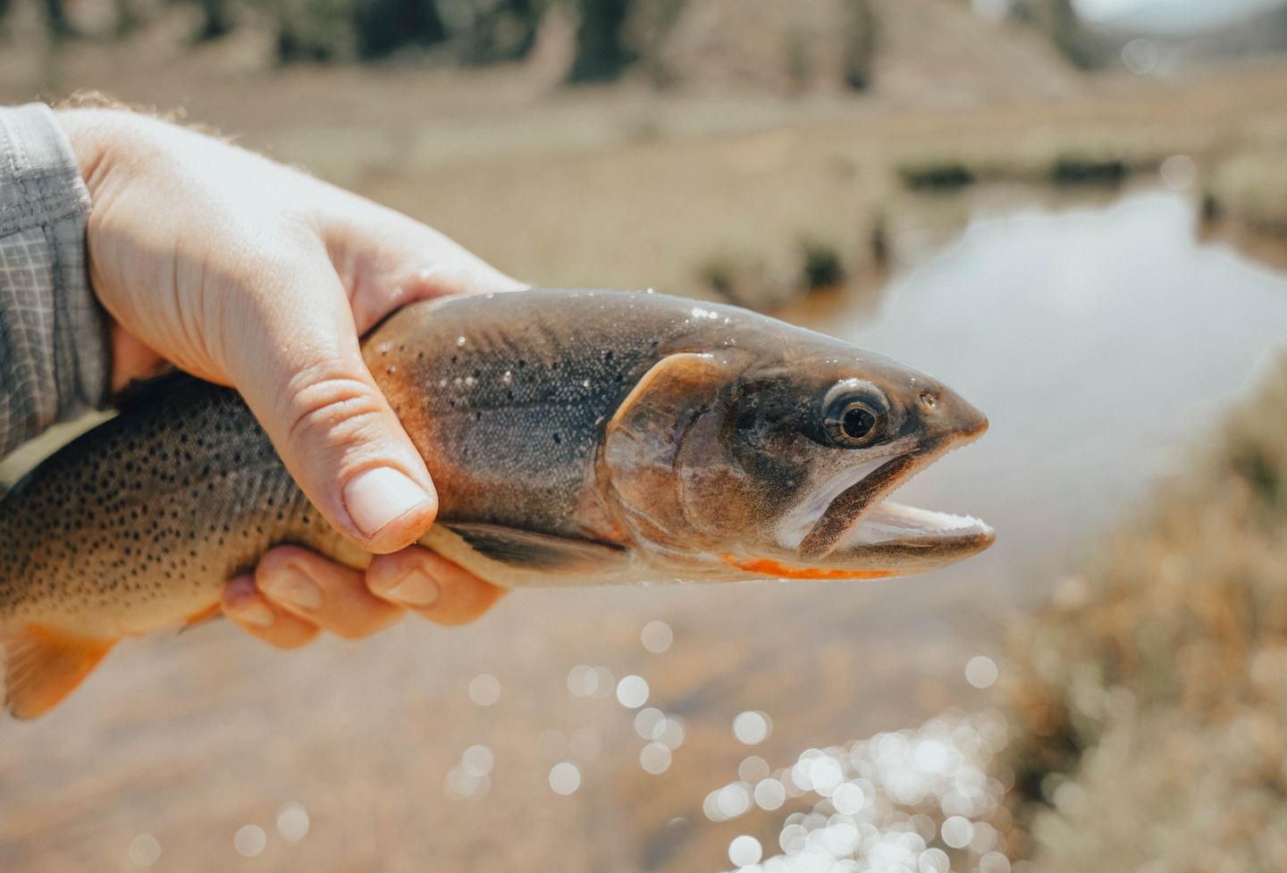 Guided Float Fishing Trip on the Salt River | Star Valley, Wyoming