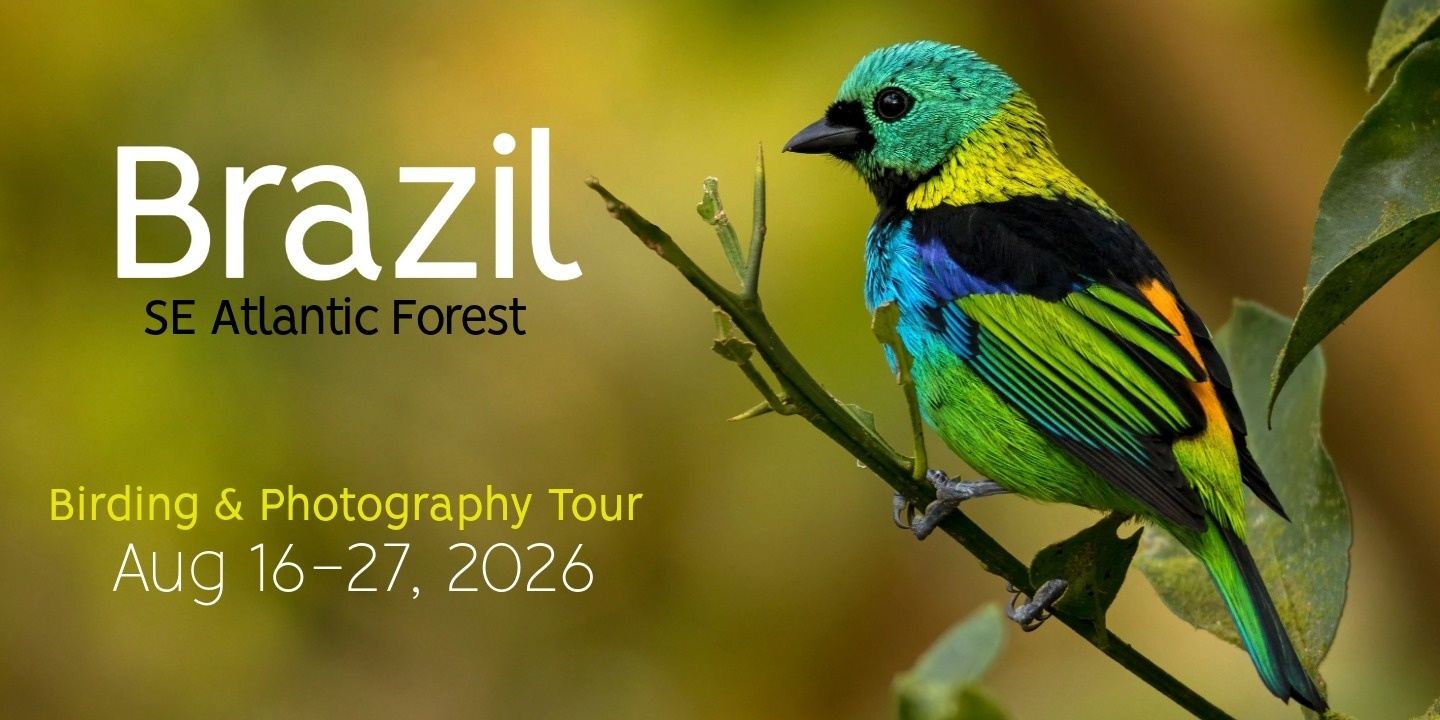 Brazil SE Atlantic Forest Birding Tour