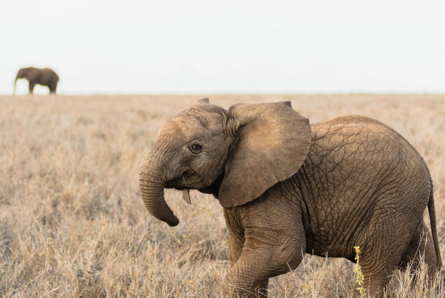 Tanzania Migration Safari (July-Oct)