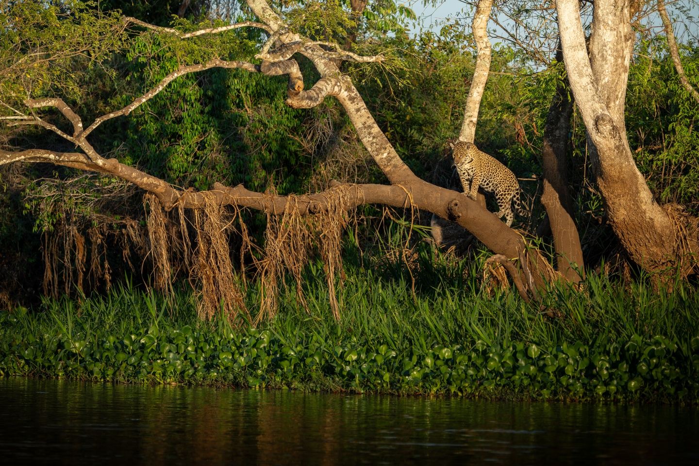 Pantanal PhotoSafari