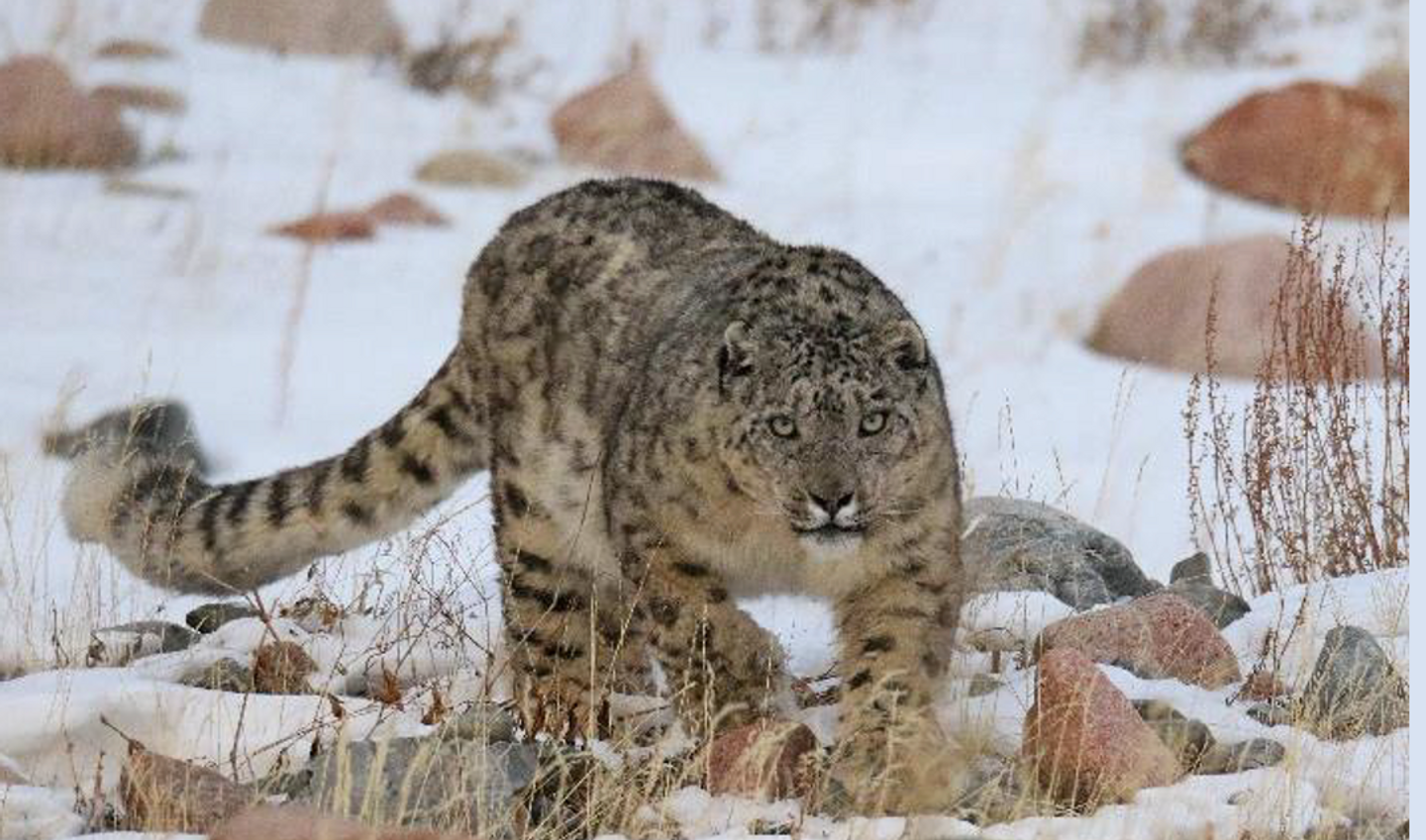 Mongolia: Rare Cats in the Vastness