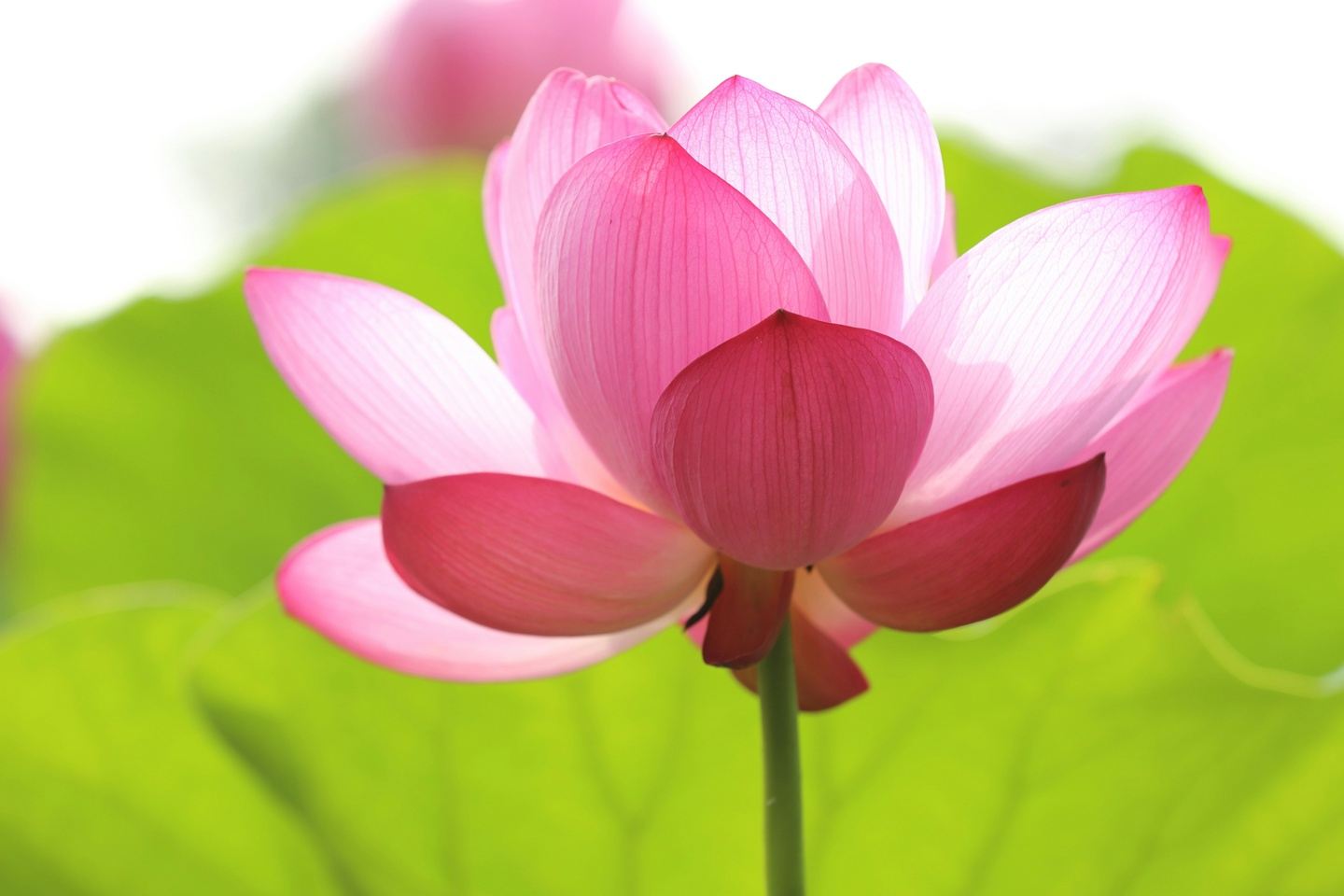 Gardens & Ivy: Group Travel Specialist