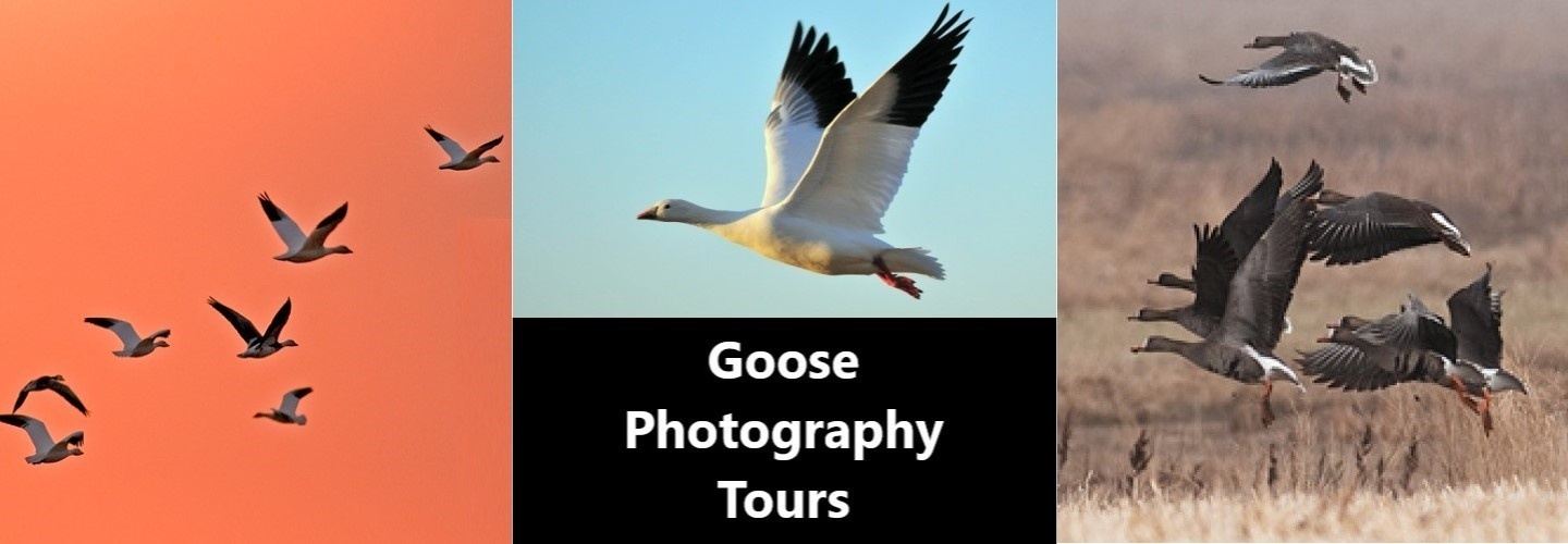 Private Goose Photography 1-day Tour  #BirdPhotographyTours