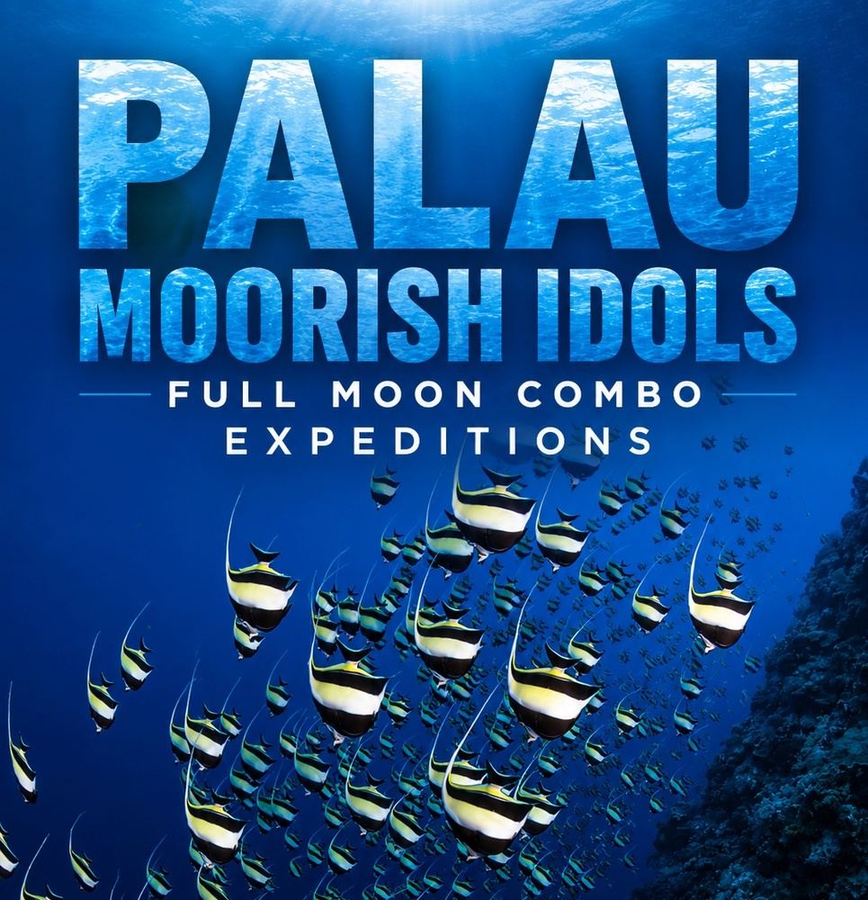 PALAU 2027- MOORISH IDOL & RED SNAPPER 9th - 19th FEB COMBO SPAWN
