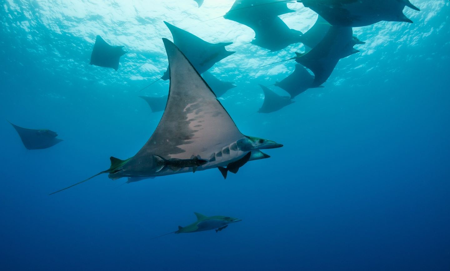 Wild Azores: Diving and Seafari (copy)