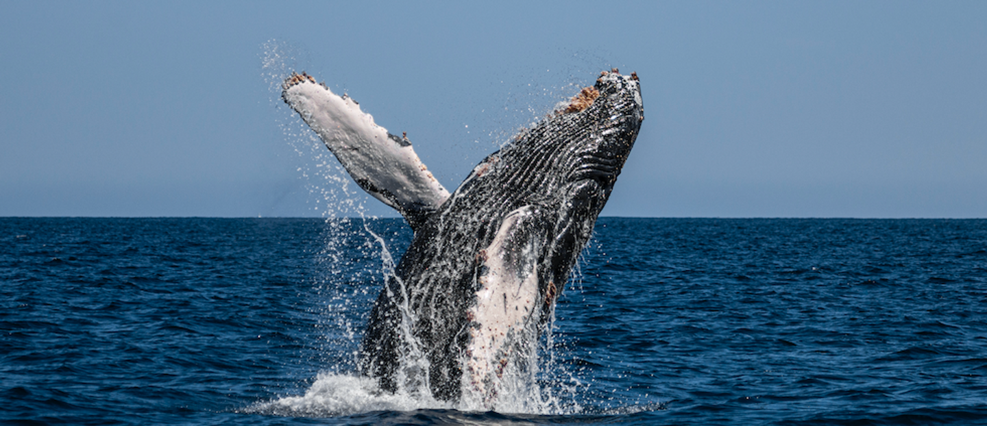 Whale Safari (Private Boat)