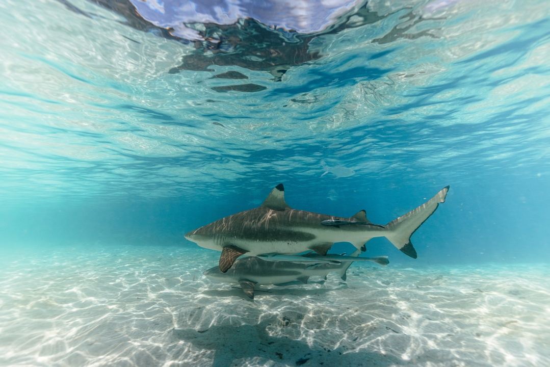Manta Magic in Raja Ampat in Raja Ampat