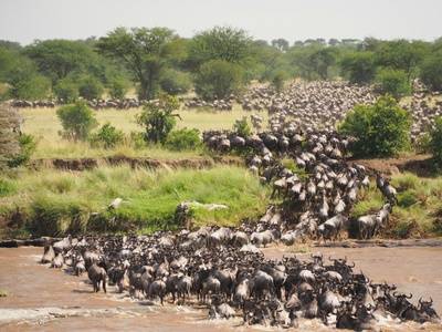 Great Migration Safari Tanzania