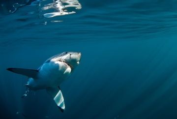 Shark & Marine Research - 3 week Support