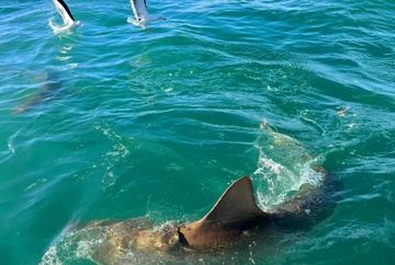 Shark & Marine Research - 3 Month Support