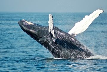 Whale Watching - Hermanus