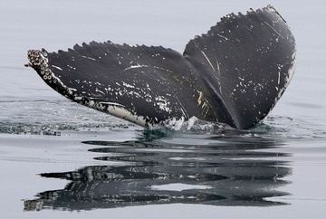 Full Day - Whale Watching Guided Tour