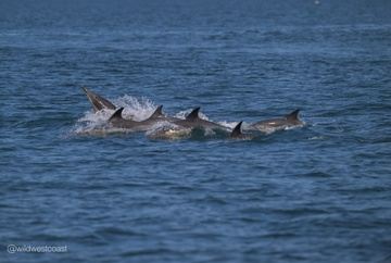Small Isles Explorer