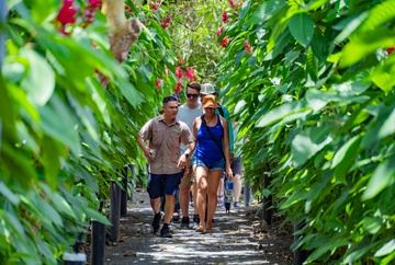 North Fields Coffee and Chocolate tour (12:30 pm)