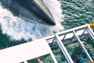 Shark Cage Diving In Gansbaai