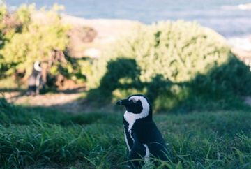 Full Day - Cape Peninsula Guided Tour