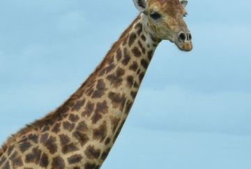 Full Day - Aquila Day Safari