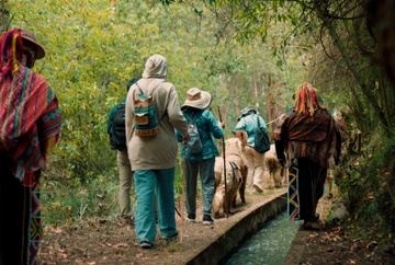 Alpaca Walking Tour & Natural Dye Experience: