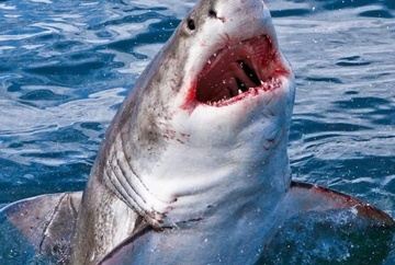 Shark Cage Diving In Mosselbay