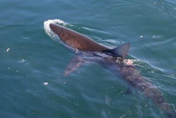 Shark & Marine Research - 2 Month Support