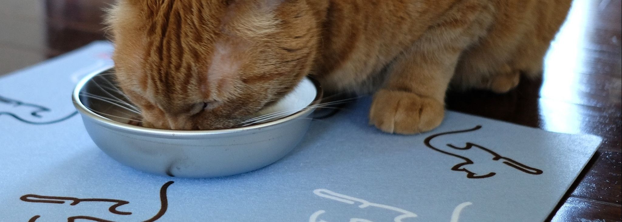 Two Stainless Steel Cat Bowls Dogly