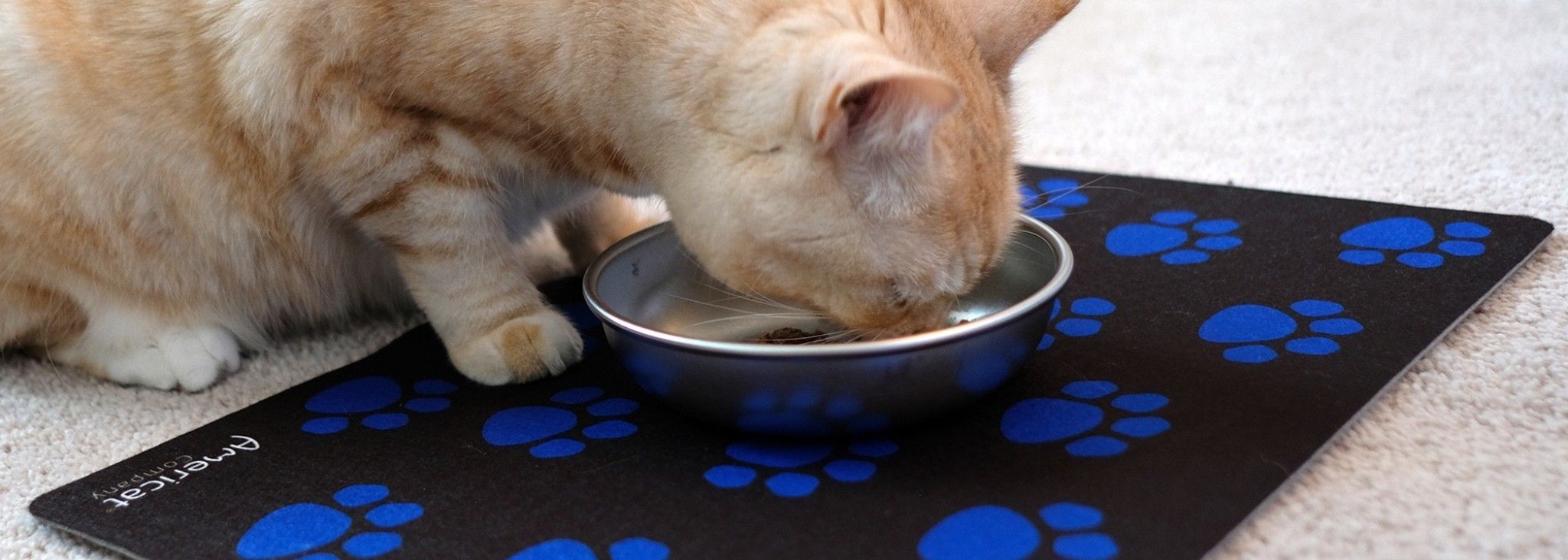 Two Stainless Steel Cat Bowls Dogly