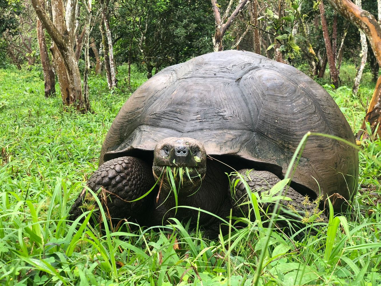 The Galapagos Giant Tortoise Experience | Shared