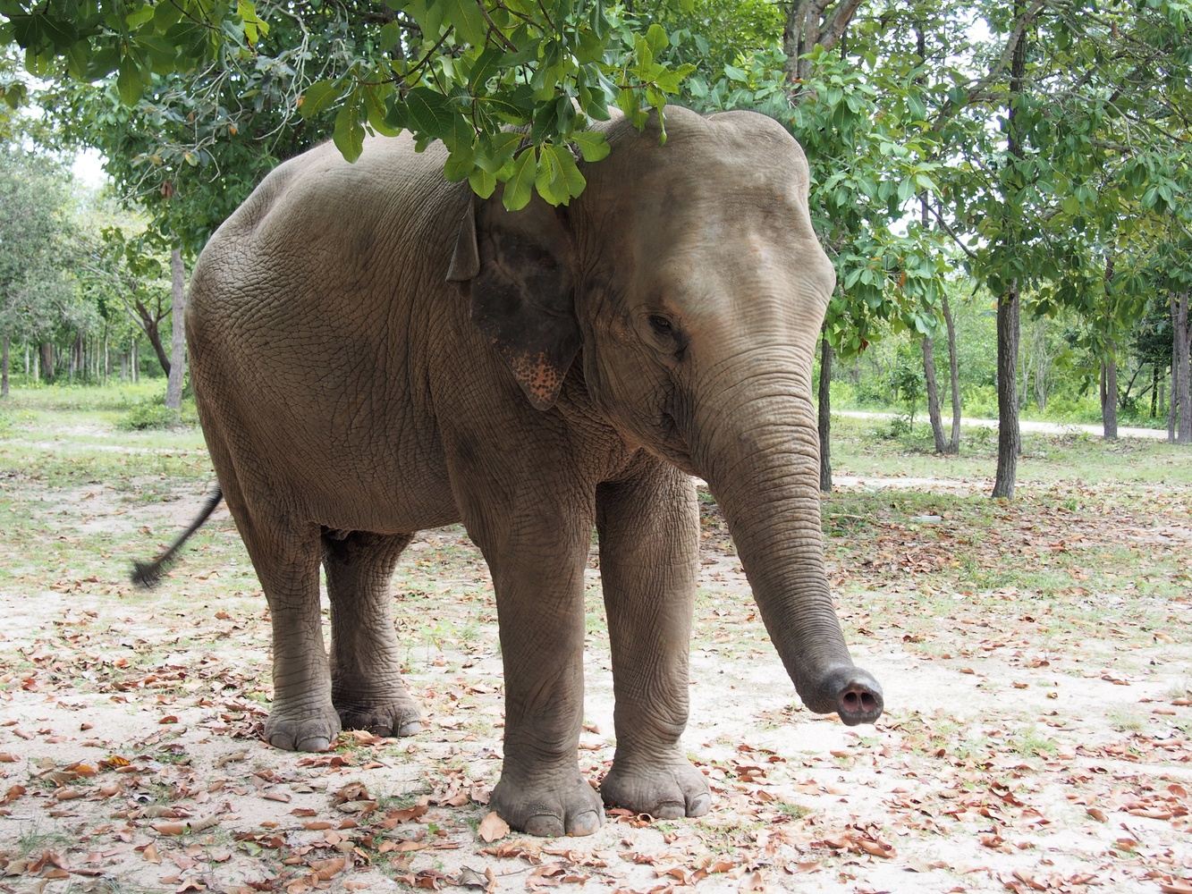 Elephants Conservation and Angkor Wat Discovery