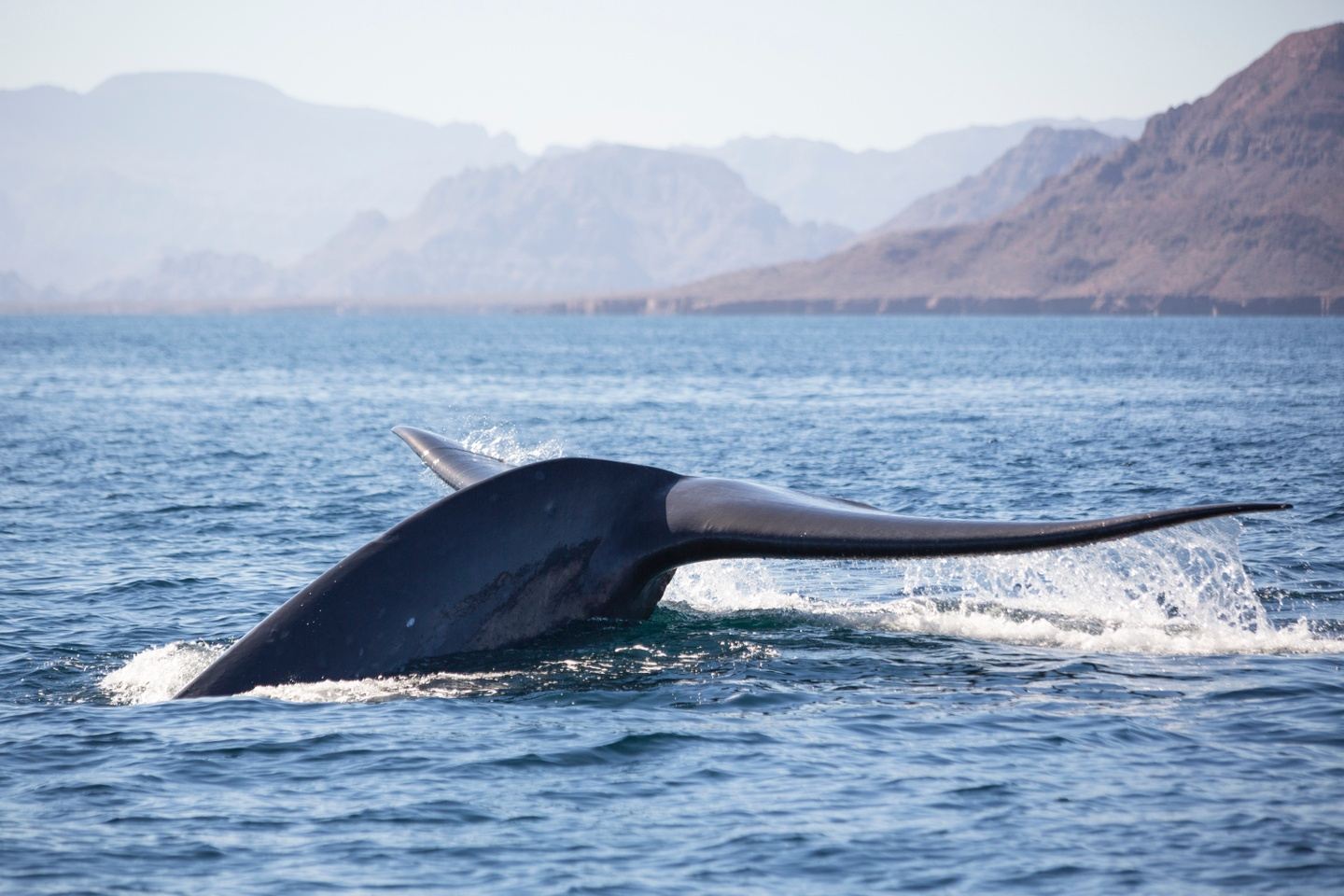 Baja Whale Adventure for SeaDoc Society