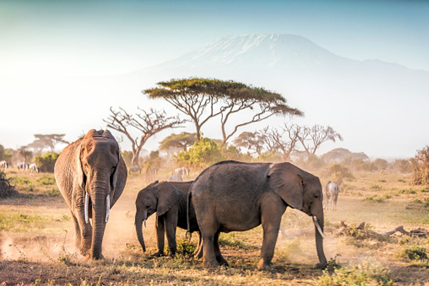 6 Days Masai Mara, Lake Naivasha, Amboseli, Taita Hills Sanctuary to M