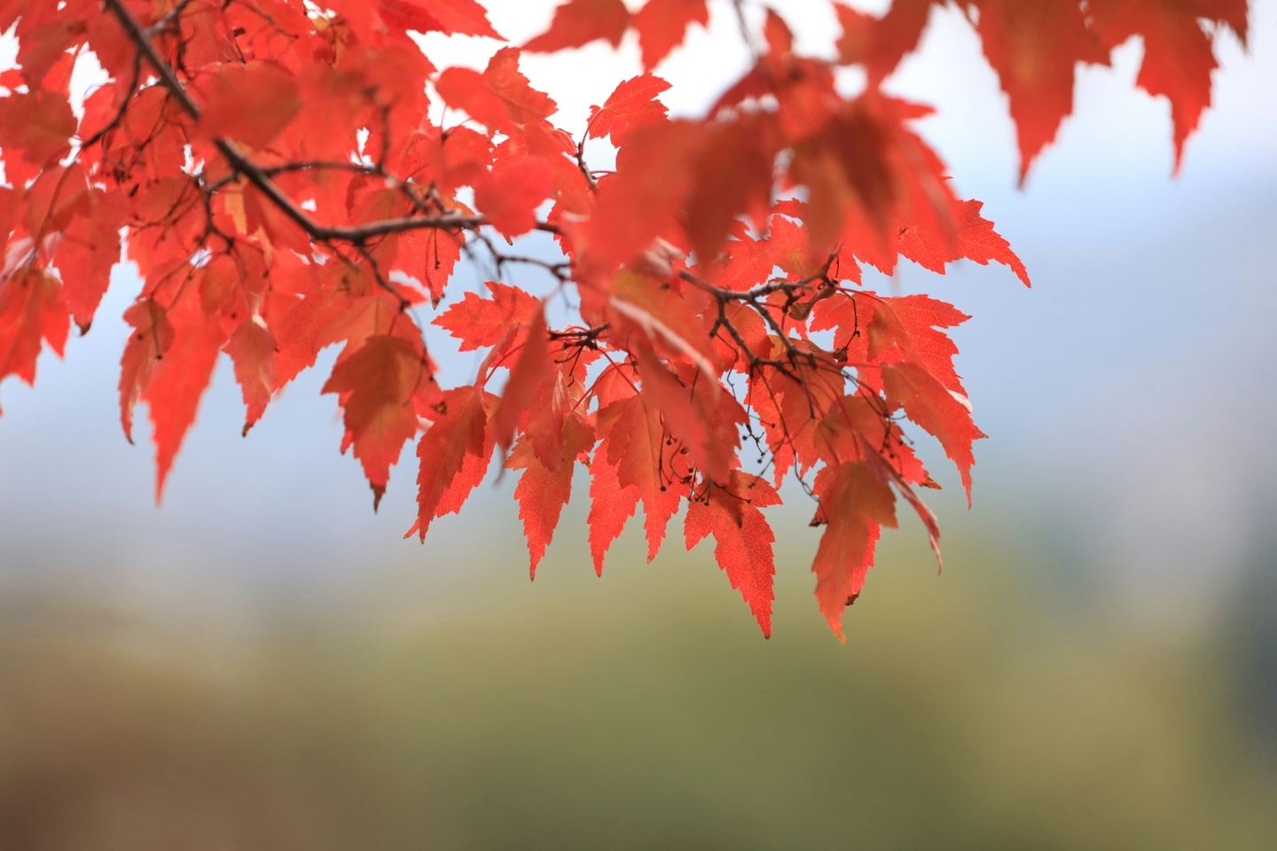 A Fall Foliage Excursion