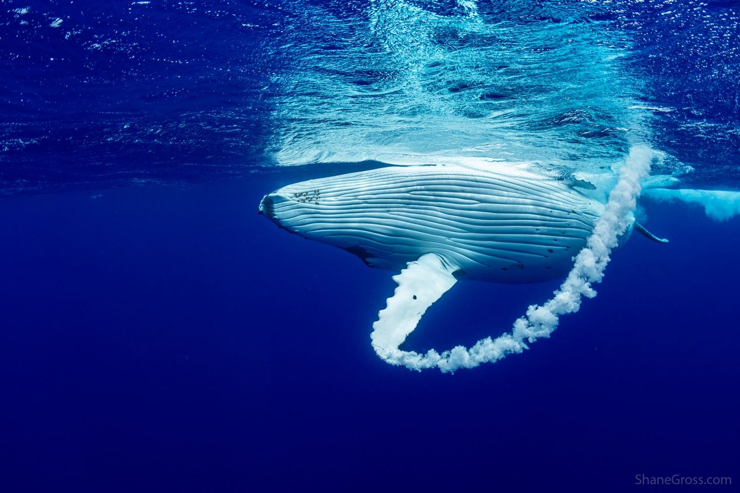 Swim with Humpback whales - French Polynesian remote island expedition ...